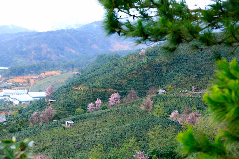 Gần đây, cây Mai anh đào còn được người dân nhân giống và trồng nhiều xung quanh vườn rẫy của mình tạo nên hình ảnh tươi hồng, vô cùng dễ thương cho vùng đất Đan Kia phía sau núi Lang Biang.