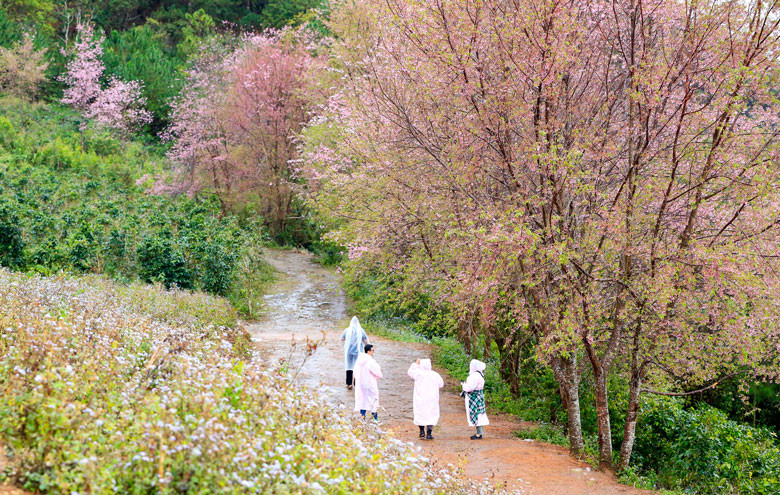 Vì thế, mùa này, chiều chiều, con đường đất dẫn tới rừng đào núi Lang Biang đông hơn thường lệ và luôn tấp nập du khách vào dịp cuối tuần. Thậm chí, ngay cả những ngày mưa, dù đường đất đỏ trơn trượt và không có nắng, rừng đào núi cũng không ngăn bước chân du khách... Vì thế, mùa này, chiều chiều, con đường đất dẫn tới rừng đào núi Lang Biang đông hơn thường lệ và luôn tấp nập du khách vào dịp cuối tuần. Thậm chí, ngay cả những ngày mưa, dù đường đất đỏ trơn trượt và không có nắng, rừng đào núi cũng không ngăn bước chân du khách...