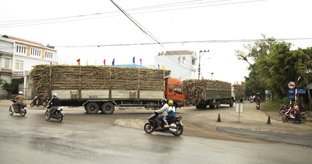  Hàng đoàn xe chở nguyên liệu mía quá khổ, quá tải về Nhà máy Đường An Khê. (Ảnh: Quang Thái/TTXVN)