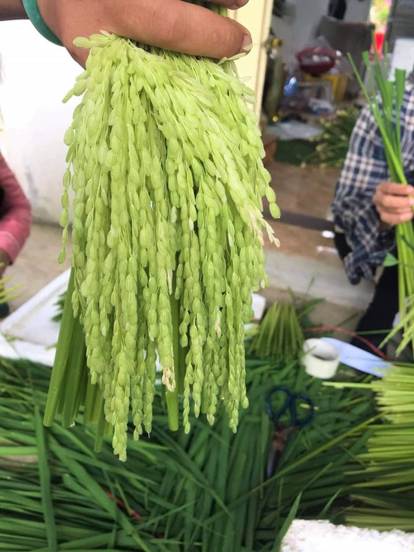 Nếp quýt thì “con gái” bông sữa là nguyên liệu được lựa chọn để chế biện rượu đòng đòng nếp quýt