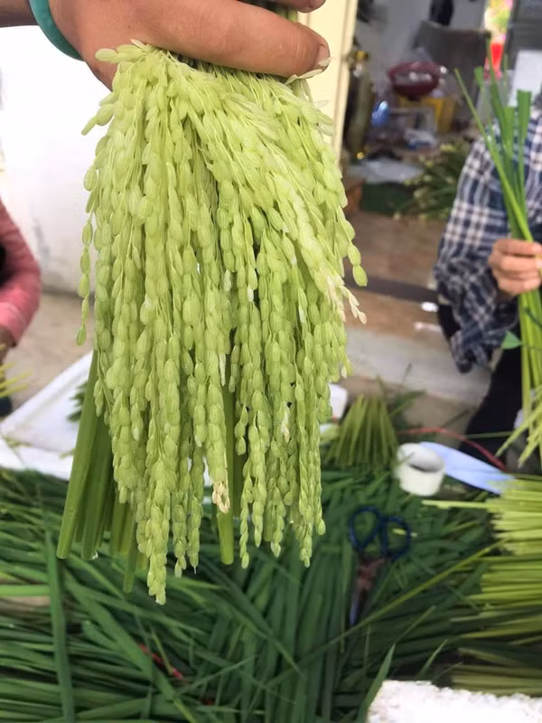 Nếp quýt thì “con gái” bông sữa là nguyên liệu được lựa chọn để chế biện rượu đòng đòng nếp quýt