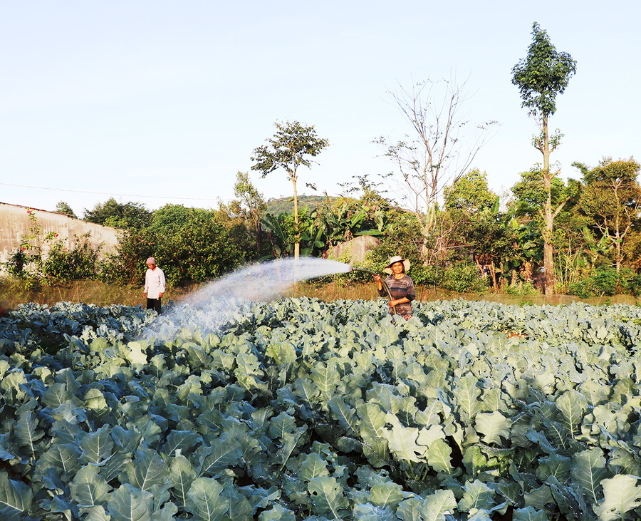 Nhiều hộ dân ở TP. Pleiku từ chỗ trồng rau để ăn thì nay đã mở rộng diện tích trồng để bán. Ảnh: Nhật Hào Nhiều hộ dân ở TP. Pleiku từ chỗ trồng rau để ăn thì nay đã mở rộng diện tích trồng để bán. Ảnh: Nhật Hào