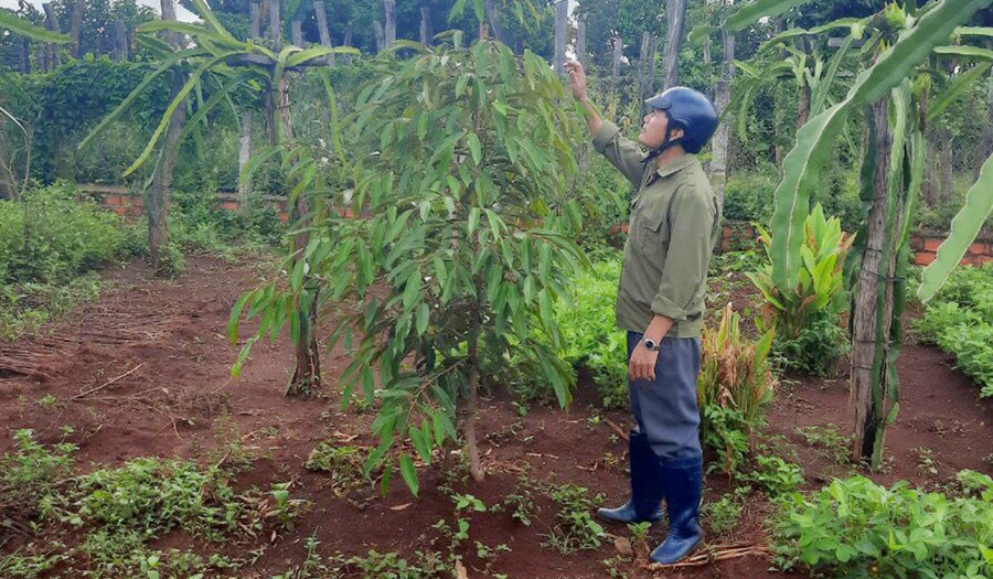  Người dân xã Ia Blang tham gia Dự án trồng thâm canh sầu riêng được hỗ trợ cây giống, phân bón và hướng dẫn kỹ thuật chăm sóc. Ảnh: Minh Nguyễn