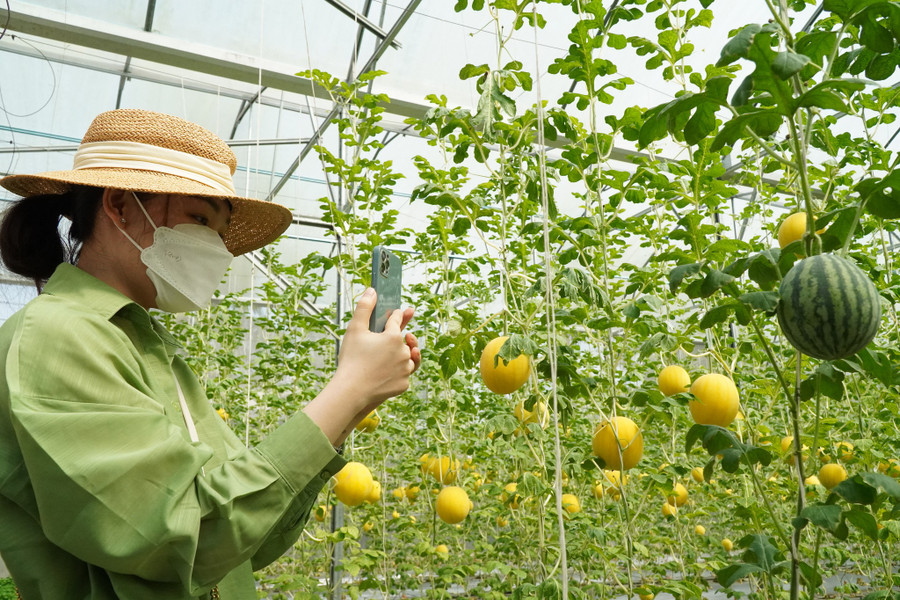 Những quả dưa vàng bắt mắt. Ảnh: Xuân Phúc