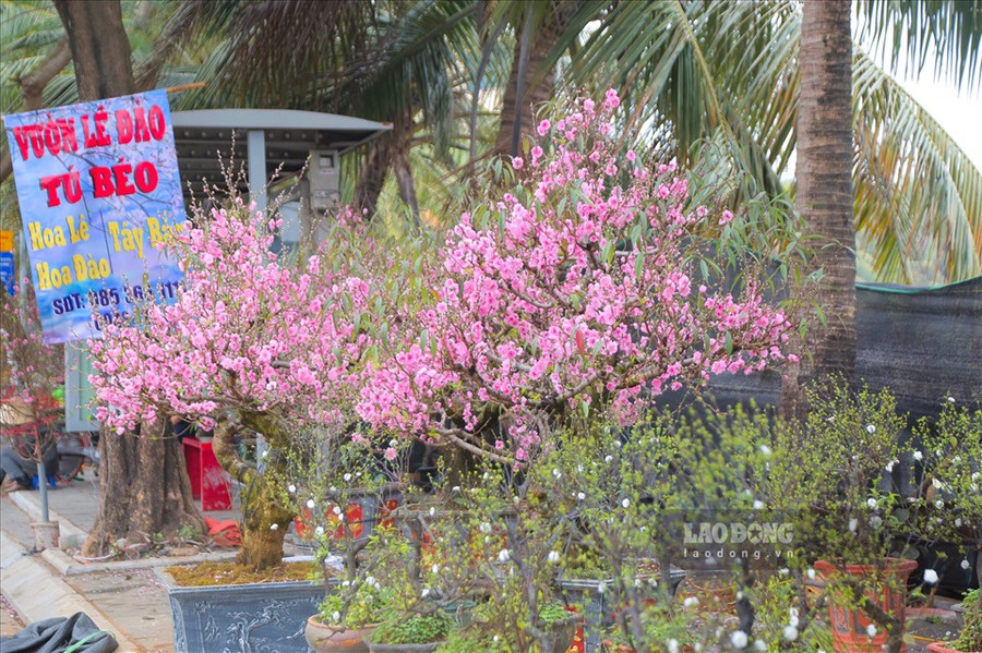 Mỗi thế đào đều có vẻ đẹp riêng. Ảnh: TT