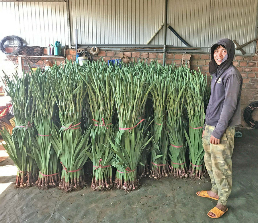 Người dân tập kết hoa lay ơn để vận chuyển đi tiêu thụ tại Hà Nội. Ảnh: Nguyễn Diệp