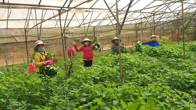 Gia đình chị Hiền, xã Mê Linh, huyện Lâm Hà (tỉnh Lâm Đồng) hoạch tầm bóp gửi tặng nhân dân Thành phố Hồ Chí Minh.