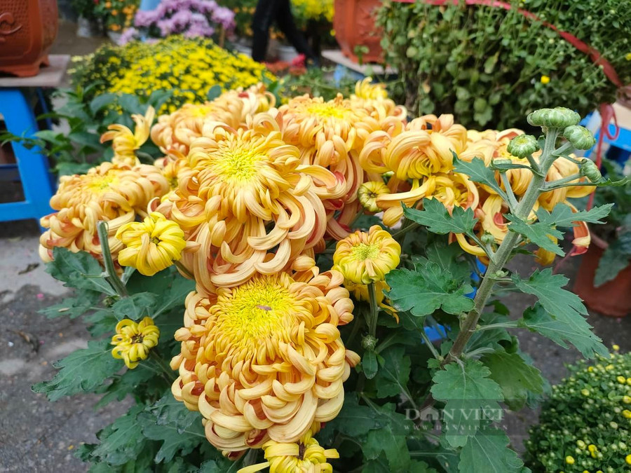Hoa cúc đại đóa chưng ngày Tết còn mang một ý nghĩa vạn thọ, rất phù hợp để mang đi biếu ông bà, người cao tuổi.