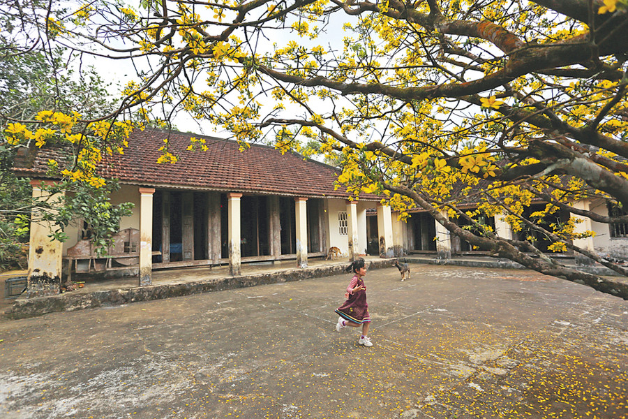 Cây mai cổ thụ nở hoa trước ngôi nhà xưa tạo một bức tranh yên bình của làng quê. Ảnh: Đắc Thành