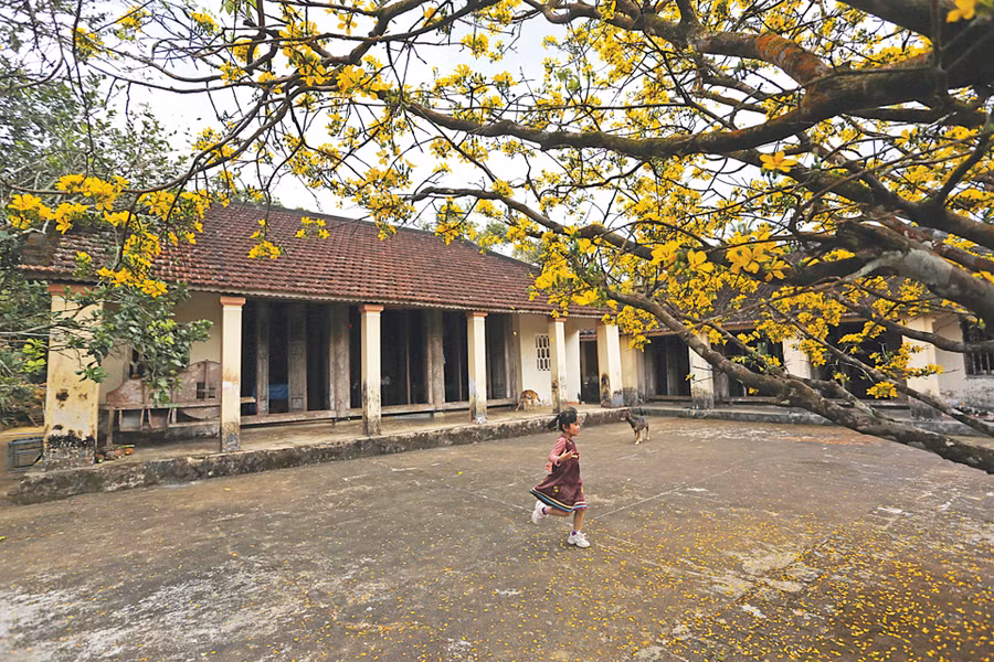 Cây mai cổ thụ nở hoa trước ngôi nhà xưa tạo một bức tranh yên bình của làng quê. Ảnh: Đắc Thành