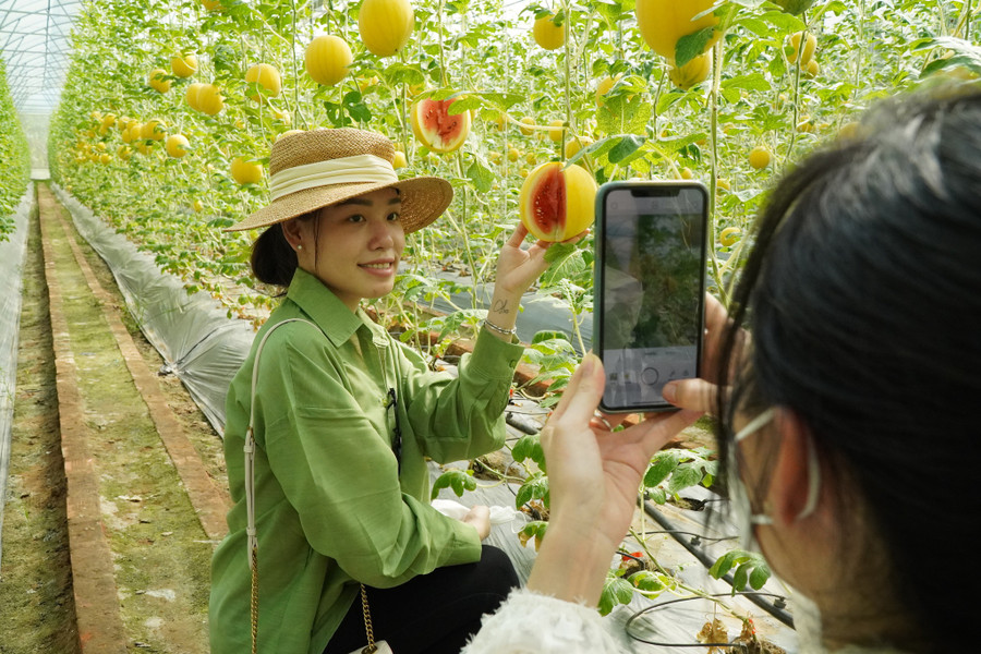 Dưa hấu có vỏ vàng, ruột đỏ. Ảnh: Xuân Phúc