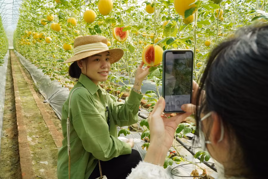 Dưa hấu có vỏ vàng, ruột đỏ. Ảnh: Xuân Phúc