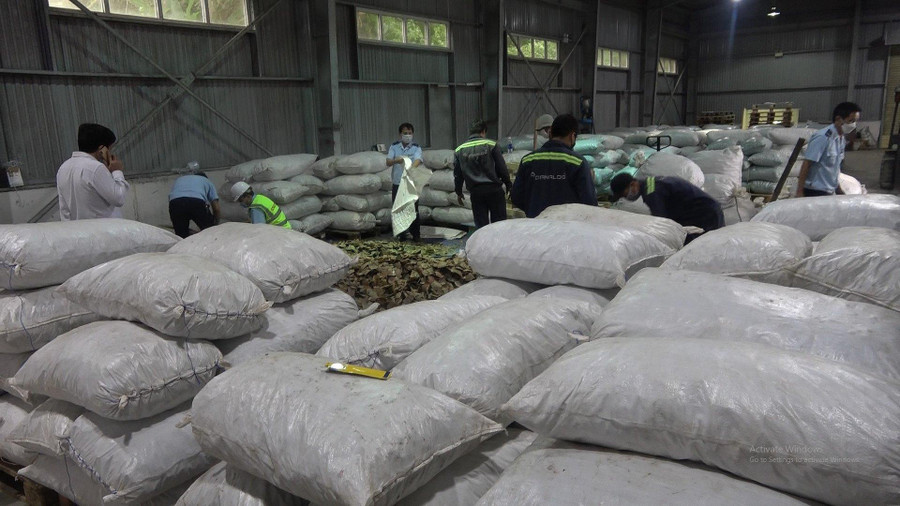 Lực lượng chức năng mất 2 ngày kiểm đếm số tang vật. Ảnh: Nguyễn Tú