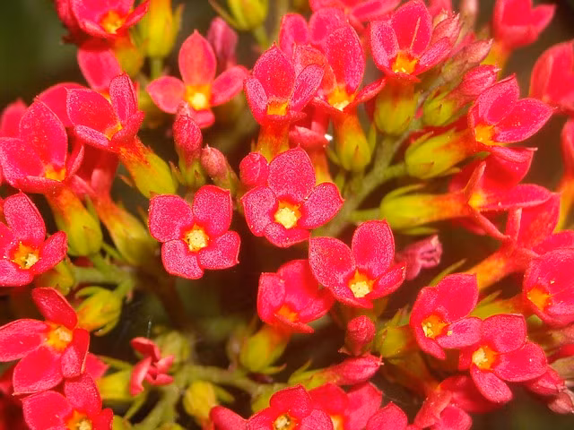  Cây cảnh sống đời. Ảnh Istockphoto