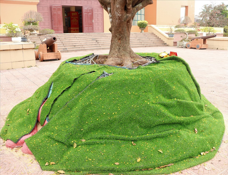 Gốc khủng của cây mai được ủ lại vì không tìm được chậu. Ảnh: H.L Gốc khủng của cây mai được ủ lại vì không tìm được chậu. Ảnh: H.L