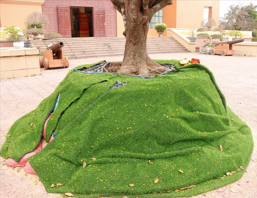 Gốc khủng của cây mai được ủ lại vì không tìm được chậu. Ảnh: H.L Gốc khủng của cây mai được ủ lại vì không tìm được chậu. Ảnh: H.L