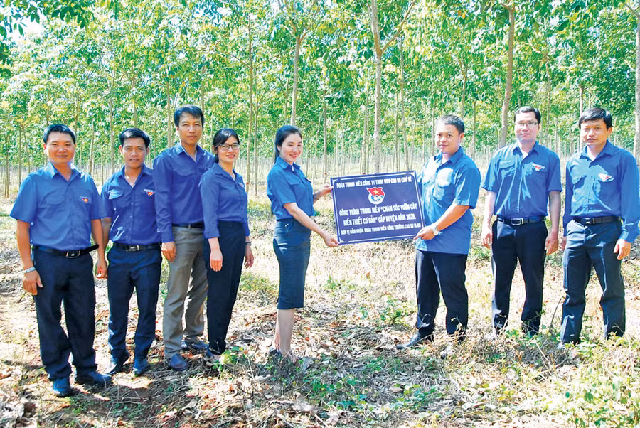 Công trình chăm sóc vườn cây kiến thiết cơ bản của đoàn viên thanh niên Công ty Cao su Chư Sê. Ảnh: P.V