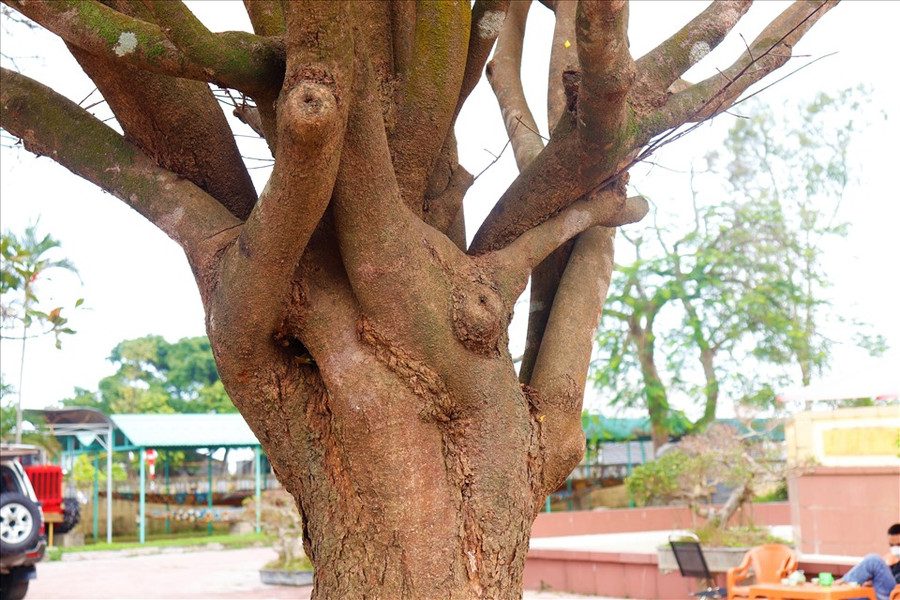 Gốc khủng của cây hoàng mai này. Ảnh: H.L Gốc khủng của cây hoàng mai này. Ảnh: H.L