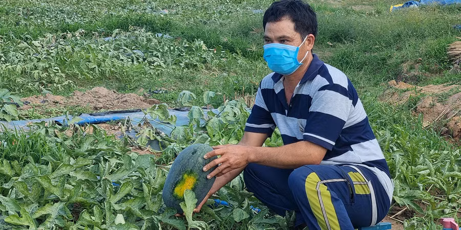 Anh Nguyễn Văn Tân (xã Nhơn Phúc, thị xã An Nhơn, tỉnh Bình Định) lo lắng vì dưa hấu khó tiêu thụ. Ảnh: Hà Phương