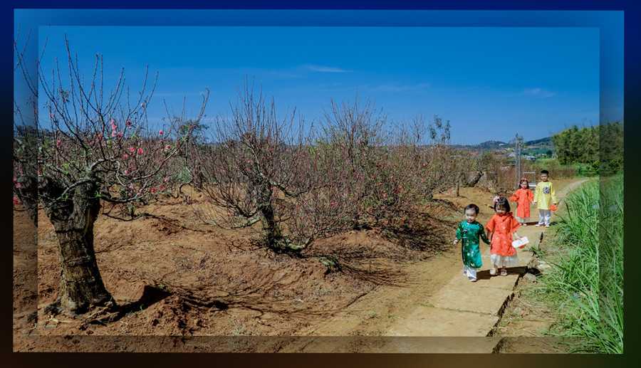 Vườn đào của gia đình ông Chu Đức Lợi luôn ra hoa đúng vào dịp Tết âm lịch hàng năm