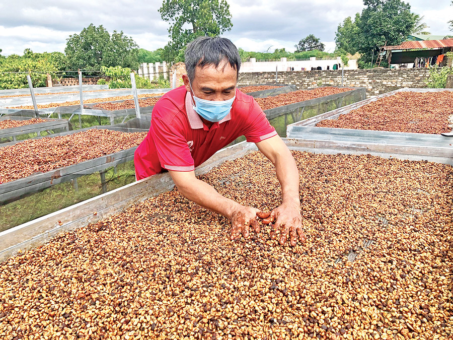  Anh Phan Hữu Dương chế biến cà phê theo phương pháp honey. Ảnh: Gia Hưng