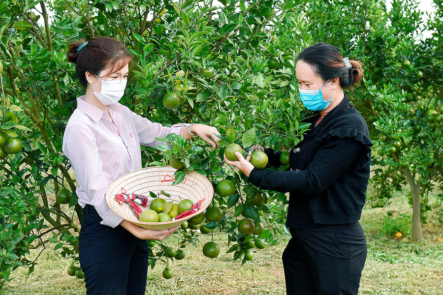 Bà Trần Thị Mỹ Thuật (thôn An Điền Nam, xã Cửu An, thị xã An Khê) vay 50 triệu đồng để trồng quýt cho thu nhập ổn định. Ảnh: Đức Thụy Bà Trần Thị Mỹ Thuật (thôn An Điền Nam, xã Cửu An, thị xã An Khê) vay 50 triệu đồng để trồng quýt cho thu nhập ổn định. Ảnh: Đ.T