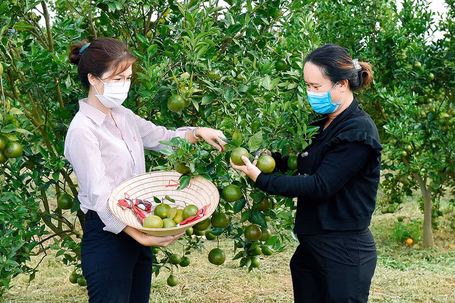 Bà Trần Thị Mỹ Thuật (thôn An Điền Nam, xã Cửu An, thị xã An Khê) vay 50 triệu đồng để trồng quýt cho thu nhập ổn định. Ảnh: Đ.T