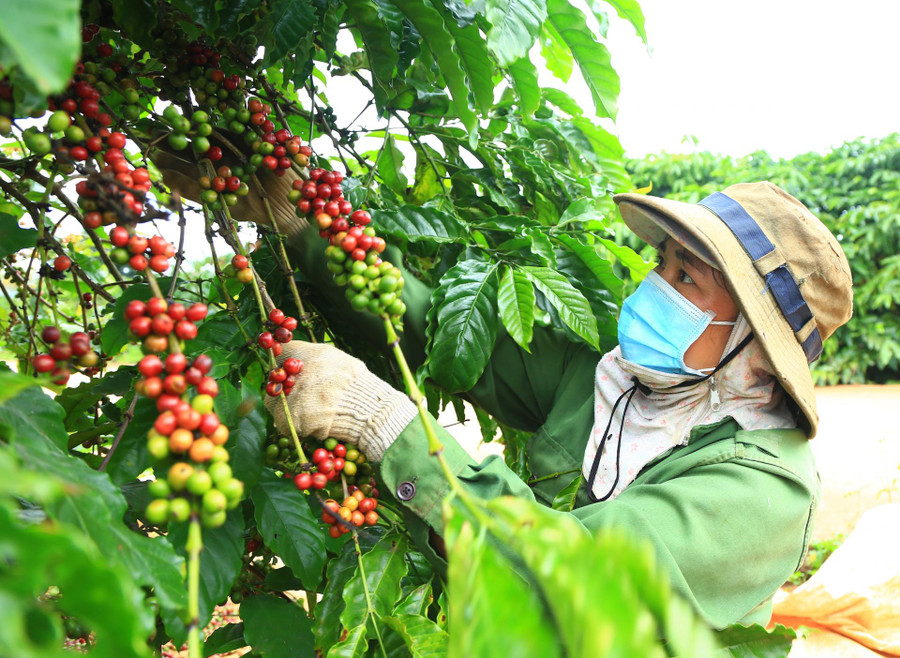 Thành viên Hợp tác xã Sản xuất nông nghiệp, thương mại và dịch vụ Minh Toàn Lợi (huyện Krông Năng) thu hoạch cà phê.