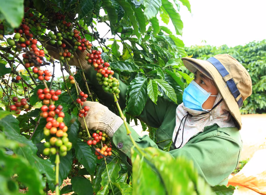 Thành viên Hợp tác xã Sản xuất nông nghiệp, thương mại và dịch vụ Minh Toàn Lợi (huyện Krông Năng) thu hoạch cà phê.