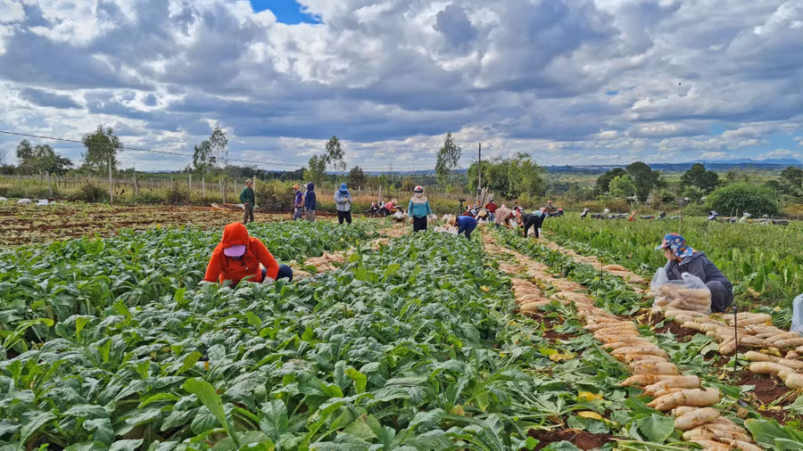 Hội viên Hội phụ nữ TP.Pleiku tham gia thu hoạch rau, củ tại xã An Phú (TP. Pleiku). Ảnh: Bá Bính