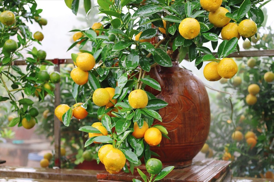 Các nhà vườn đang tất bật bắt tay vào gò thế, tạo dáng “làm đẹp” cho cây để cung cấp ra thị trường. Ảnh: N.T.