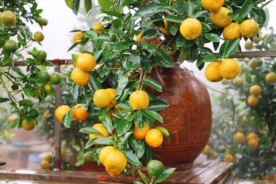 Các nhà vườn đang tất bật bắt tay vào gò thế, tạo dáng “làm đẹp” cho cây để cung cấp ra thị trường. Ảnh: N.T.