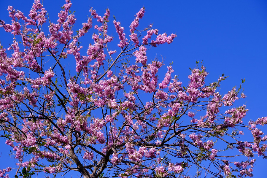 Hoa bung nở, in sắc trên nền trời xanh. Ảnh: Minh Châu