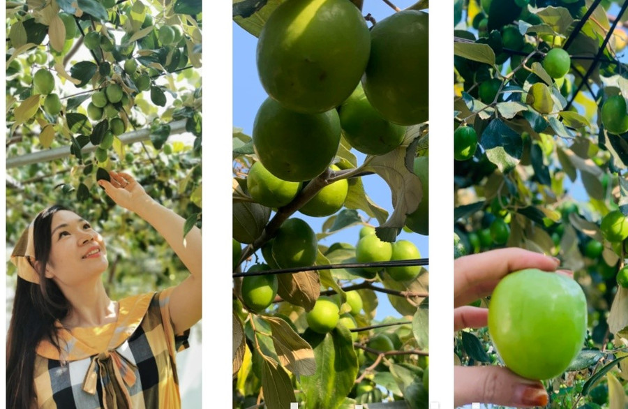 Chị trồng giống táo Thái Lan, cây ghép.