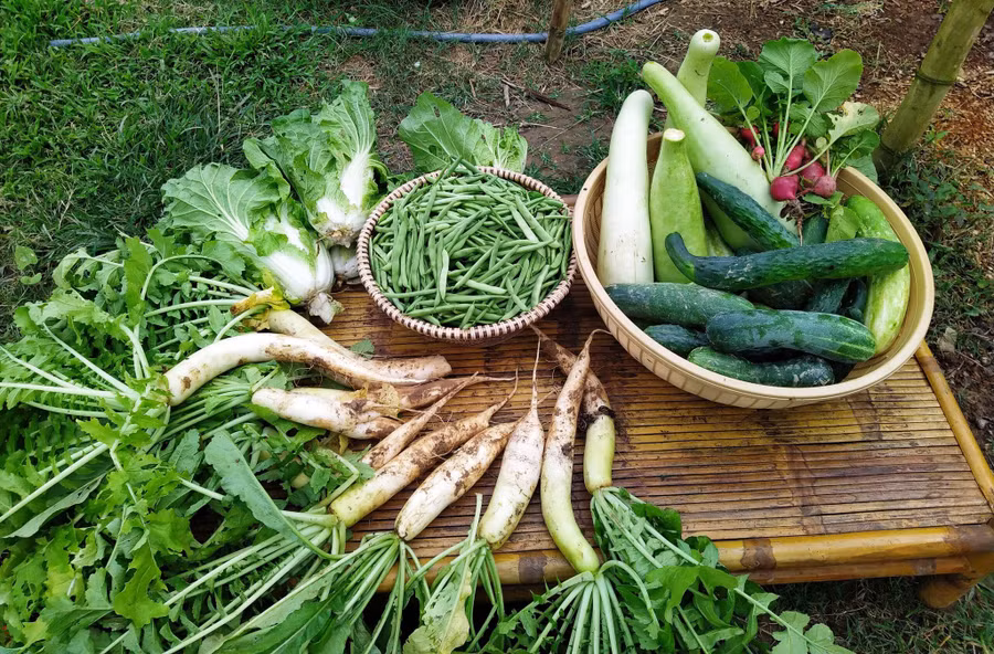 Các sản phẩm sạch thuần tự nhiên tại nông trại Rơm Vàng Farm