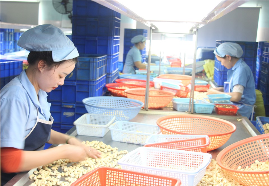 Người lao động chế biến hạt điều ở Công ty TNHH Hồng Đức. Ảnh: Phan Tuấn