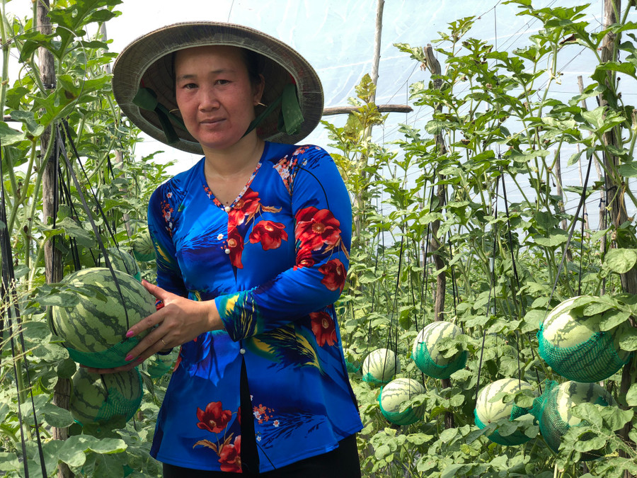 Trồng dưa hấu cho leo giàn hạn chế được sâu bệnh và dịch hại tấn công trực tiếp từ mặt đất. Ảnh: Duy Tân