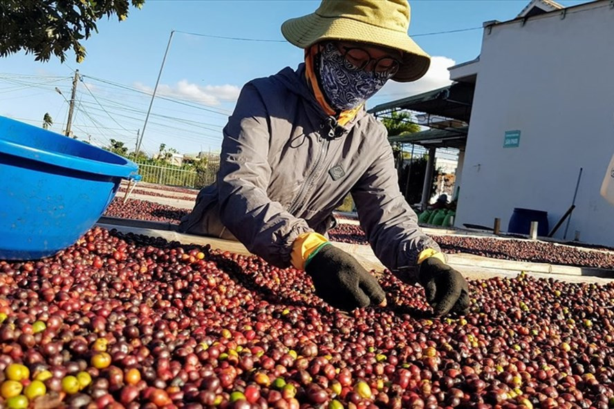 Mỗi năm xuất khẩu càphê mang về trên 3 tỉ USD. Ảnh: Vũ Long Mỗi năm xuất khẩu càphê mang về trên 3 tỉ USD. Ảnh: Vũ Long