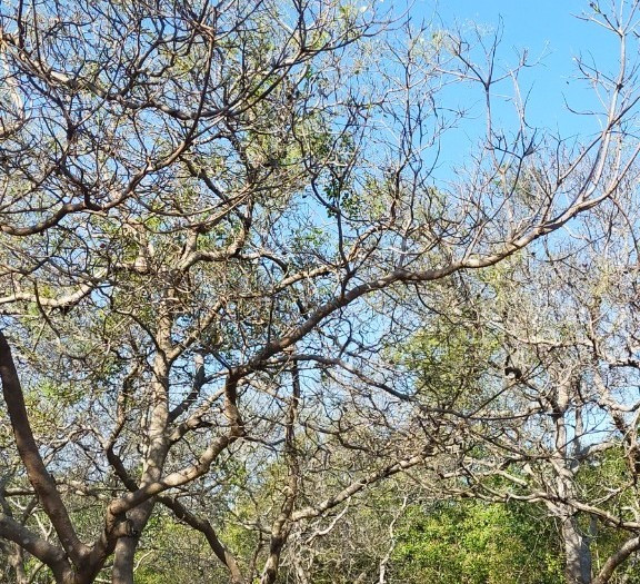 Sâu róm xuất hiện ở đâu thì cây trồng bị phá hoại ở đó. Ảnh: Phan Tuấn Sâu róm xuất hiện ở đâu thì cây trồng bị phá hoại ở đó. Ảnh: Phan Tuấn