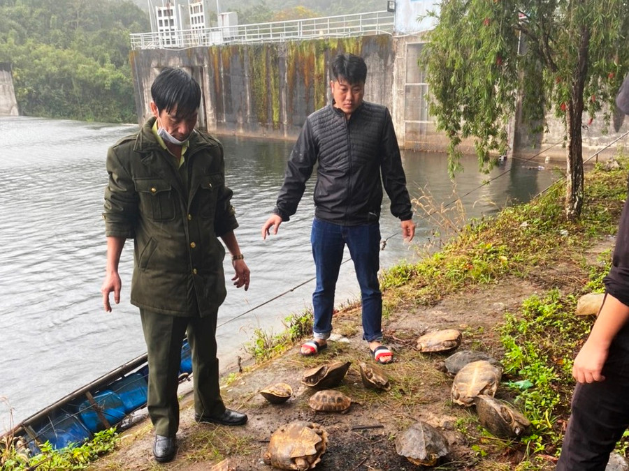  Lực lượng chức năng tiến hành các cá thể rùa về với tự nhiên.