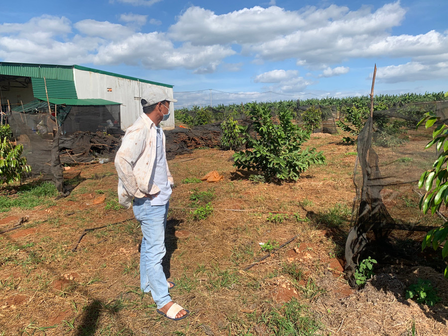 Trong khi đó, anh Bình thấp thỏm vì không có thương lái đến mua gừng. Ảnh: P.H