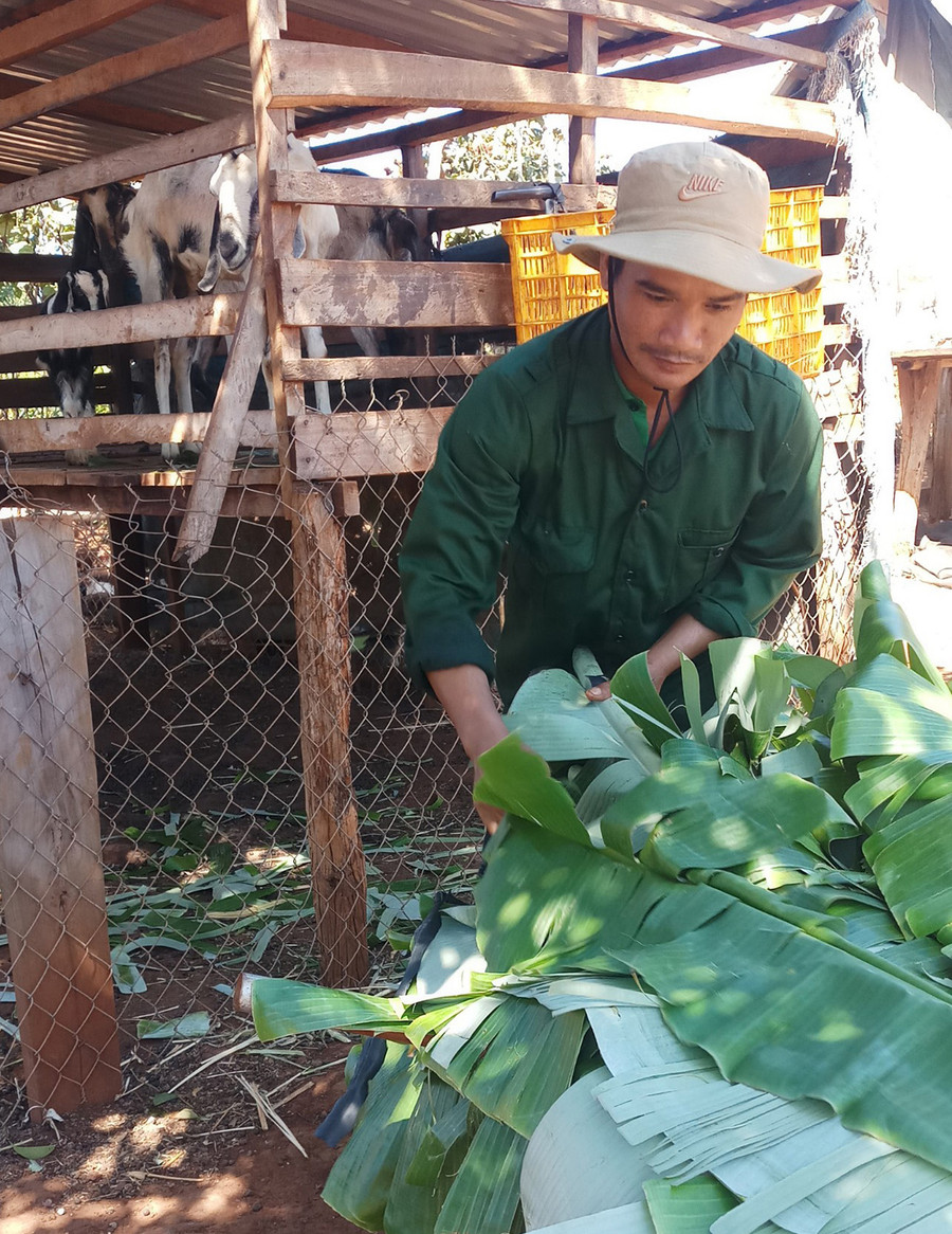  Anh Thưi chuẩn bị thức ăn cho đàn dê của mình. Ảnh: Hà Phương