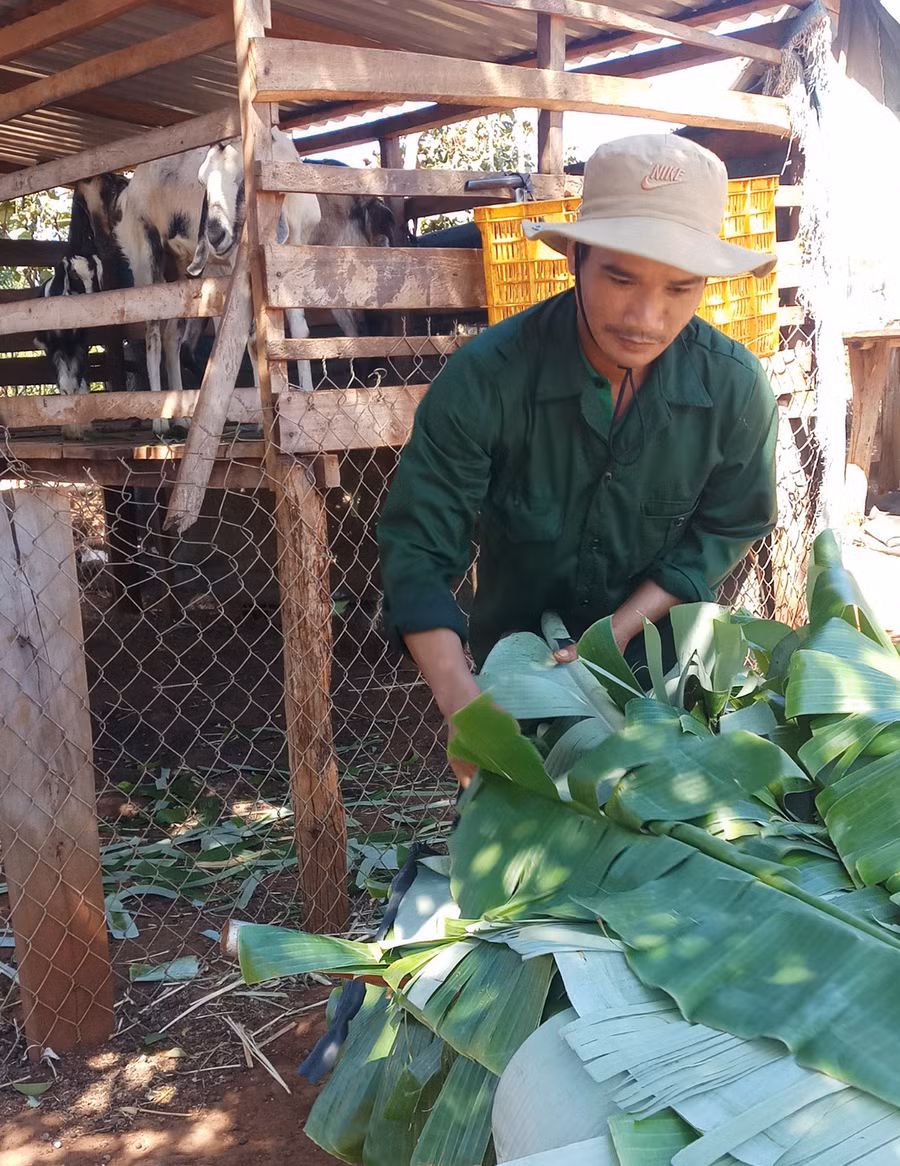  Anh Thưi chuẩn bị thức ăn cho đàn dê của mình. Ảnh: Hà Phương