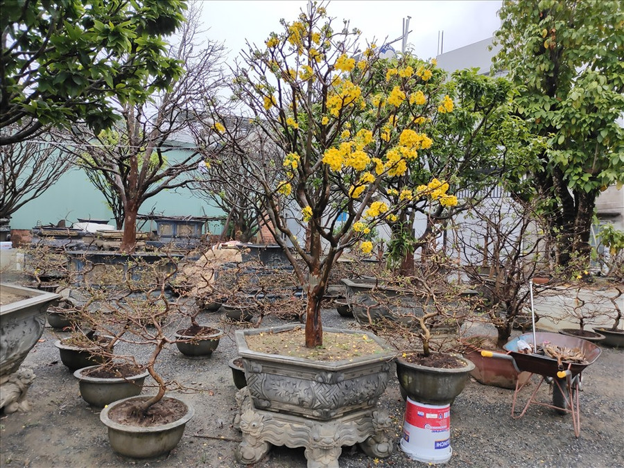 Các chậu mai tầm trung và nhỏ cũng đã có nhiều người hỏi thăm và mua.