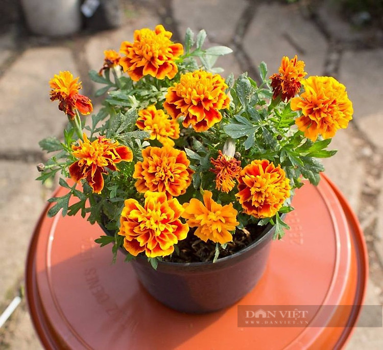  Sắc đỏ của hoa sẽ mang ý nghĩa cho cuộc sống trường thọ, sức khỏe dồi dào