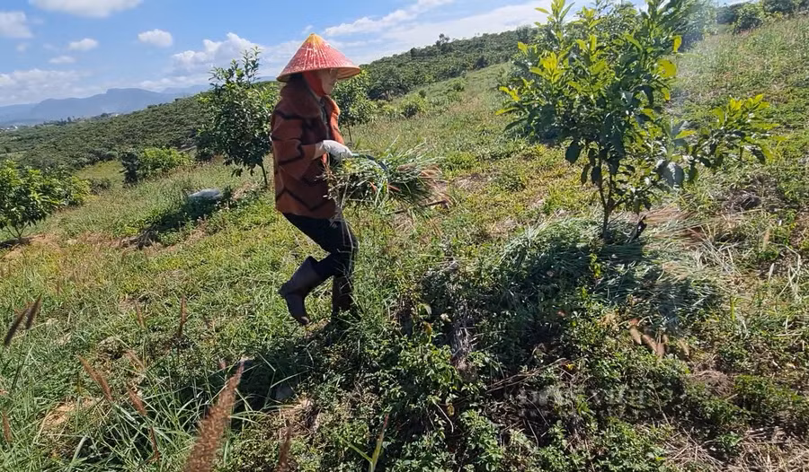 Sau giờ dạy trên lớp, chị Thu vẫn ra vườn của mình chăm sóc những cây vú sữa hoàng kim. Ảnh: Văn Long.