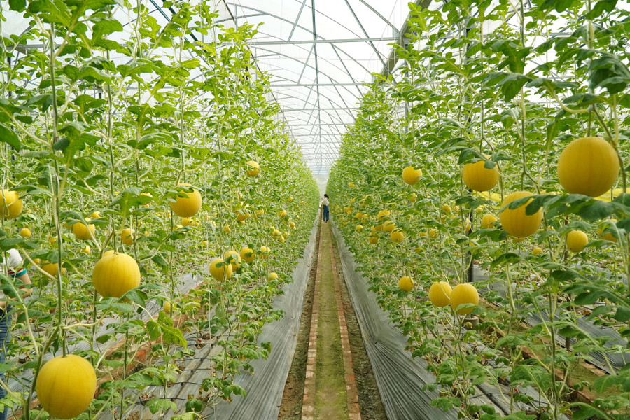 Khu vườn rộng 1.500 m² được anh Thanh đầu tư hệ thống tưới nước và bón phân nhỏ giọt Israel. Ảnh: Xuân Phúc