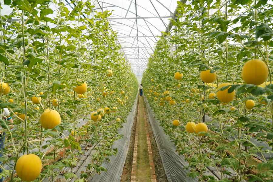 Khu vườn rộng 1.500 m² được anh Thanh đầu tư hệ thống tưới nước và bón phân nhỏ giọt Israel. Ảnh: Xuân Phúc