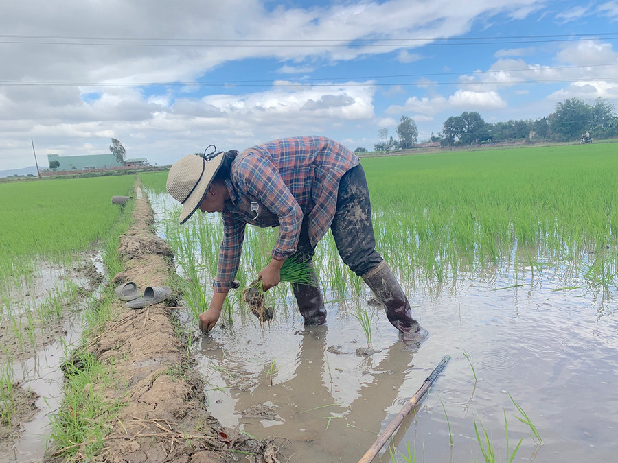 Chị Nay H'Duyên (buôn Chư Ma, xã Ia Trok, huyện Ia Pa) tranh thủ xuống đồng dặm lúa mới gieo sạ trong những ngày nghỉ lễ. Ảnh: Vũ Chi Chị Nay H'Duyên (buôn Chư Ma, xã Ia Trok, huyện Ia Pa) tranh thủ xuống đồng dặm tỉa lúa mới gieo sạ trong những ngày nghỉ lễ. Ảnh: Vũ Chi