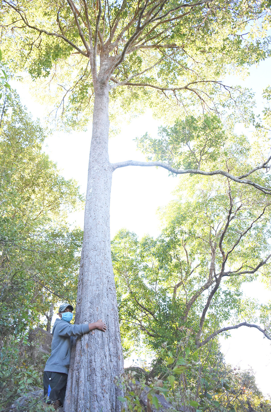  Một cây kơ nia cổ thụ ở cánh rừng làng Ya (xã Chư Đang Ya, huyện Chư Păh). Ảnh: Minh Triều